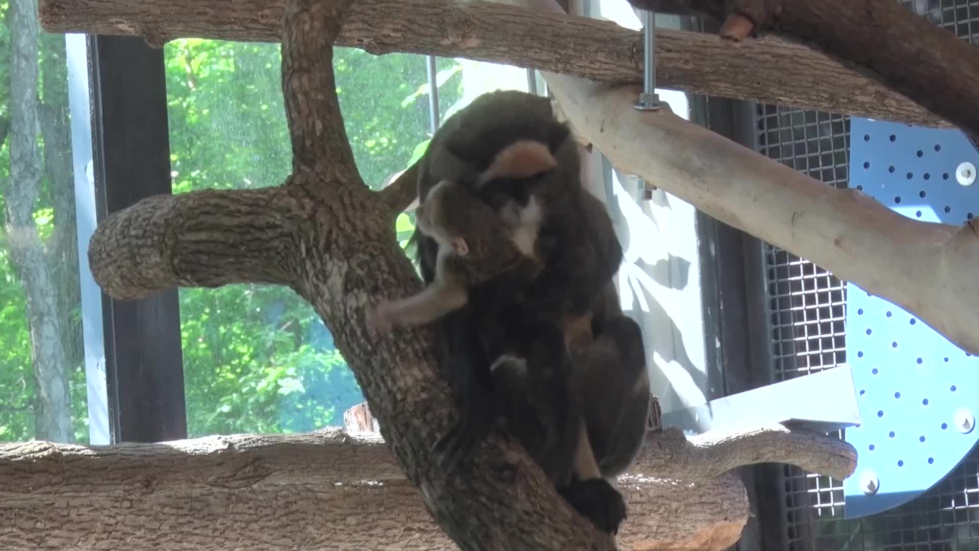 De Brazza's Monkey Born at the Zoo - Milwaukee County Zoo