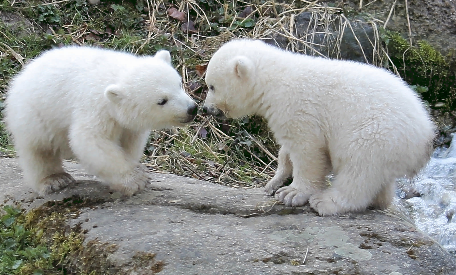 Eisbärzwillinge in Hellabrunn - polar bear cubs at hellabrunn zoo by Fotofee19001600 x 966