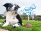 Elanco's 'Parvo is Poop' Campaign Unleashes Awareness and Action on National Parvo Awareness Day