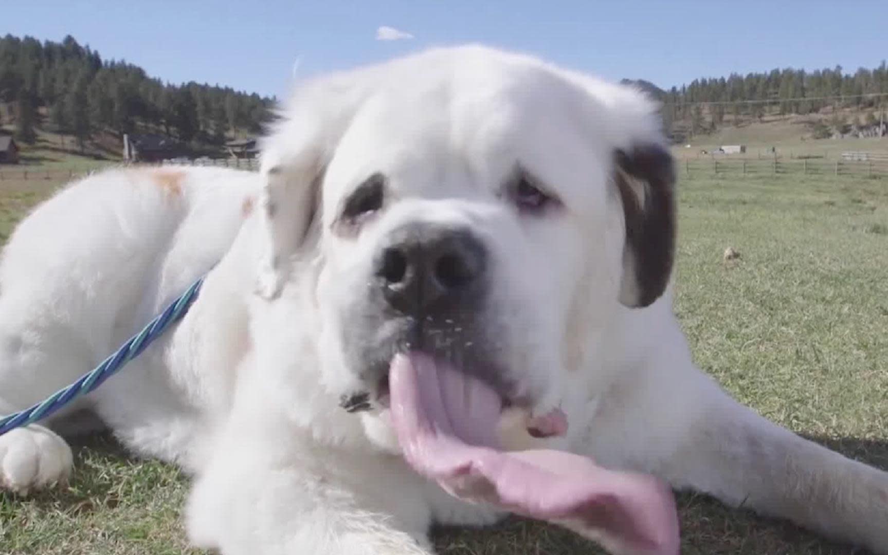Meet The Dog With The World's Longest Tongue