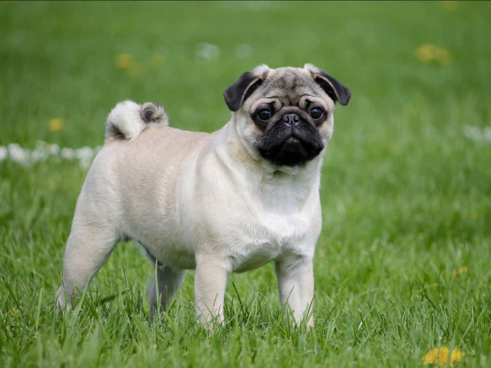 Le Carlin : Quelles Sont Les Caractéristiques De Cette Race De Chien ?