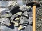 Great Atlantic Confirms - Gold Mineralization in bedrock & Readies 21 KG Sample of Antimony Vein for Analysis  Glenelg, Vanadium-Gold-Antimony Property  New Brunswick