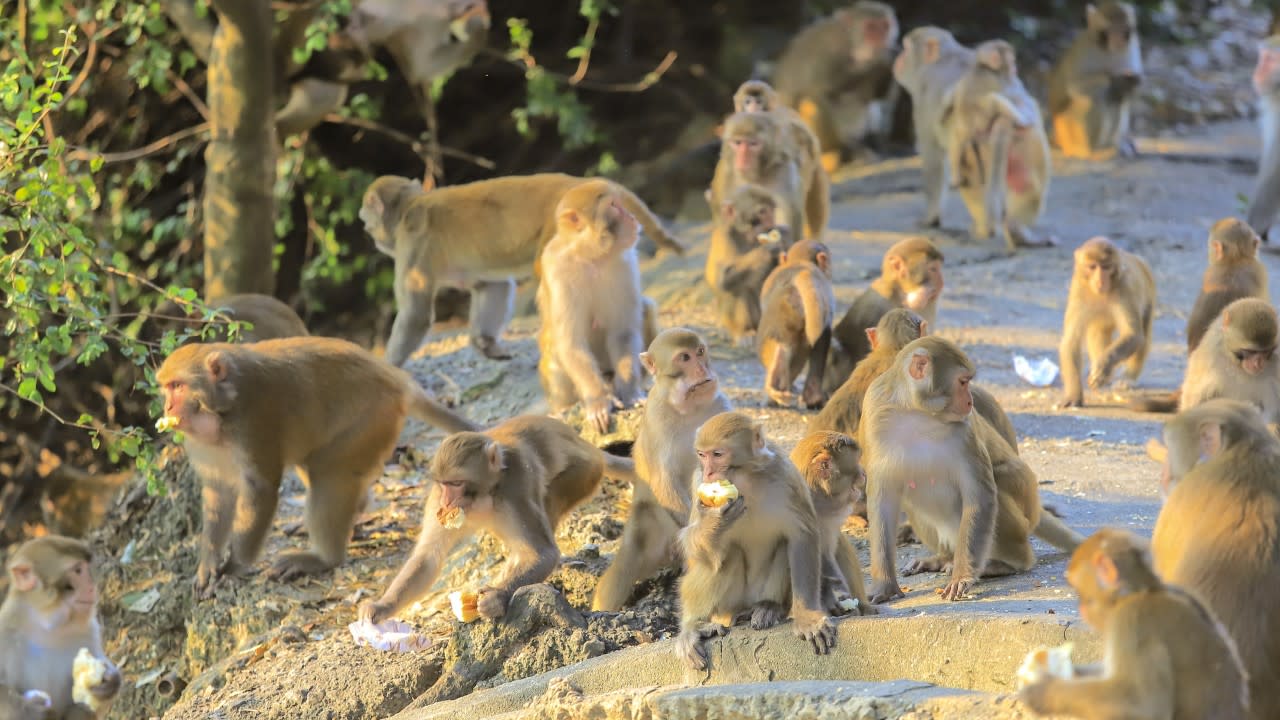 Complaints about wild animals in Hong Kong have risen by 75 per cent in