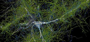 
Scientists find 57,000 cells and 150m neural connections in tiny sample of human brain