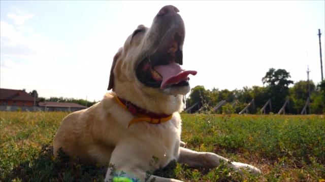 do labradors sweat