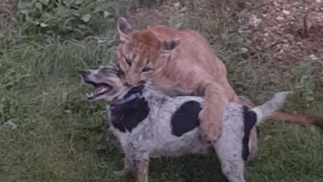 un puma ataca a perro