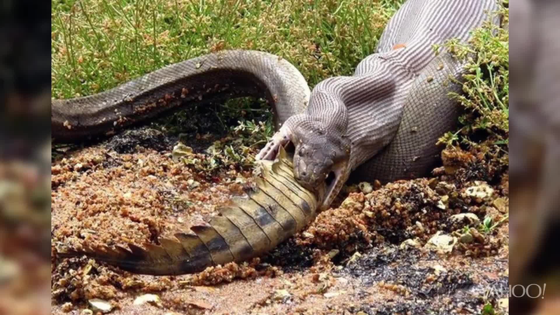 Una serpiente devora un cocodrilo tras 5 horas de batalla