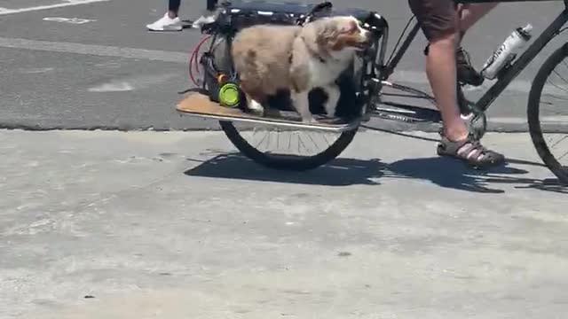 Dog on Venice Beach thinks he’s pedaling bicycle