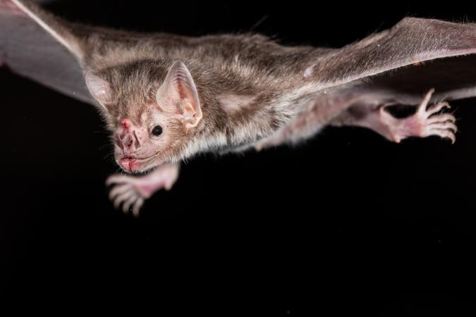 Gene losses enable vampire bats to reside solely on a food regimen of blood