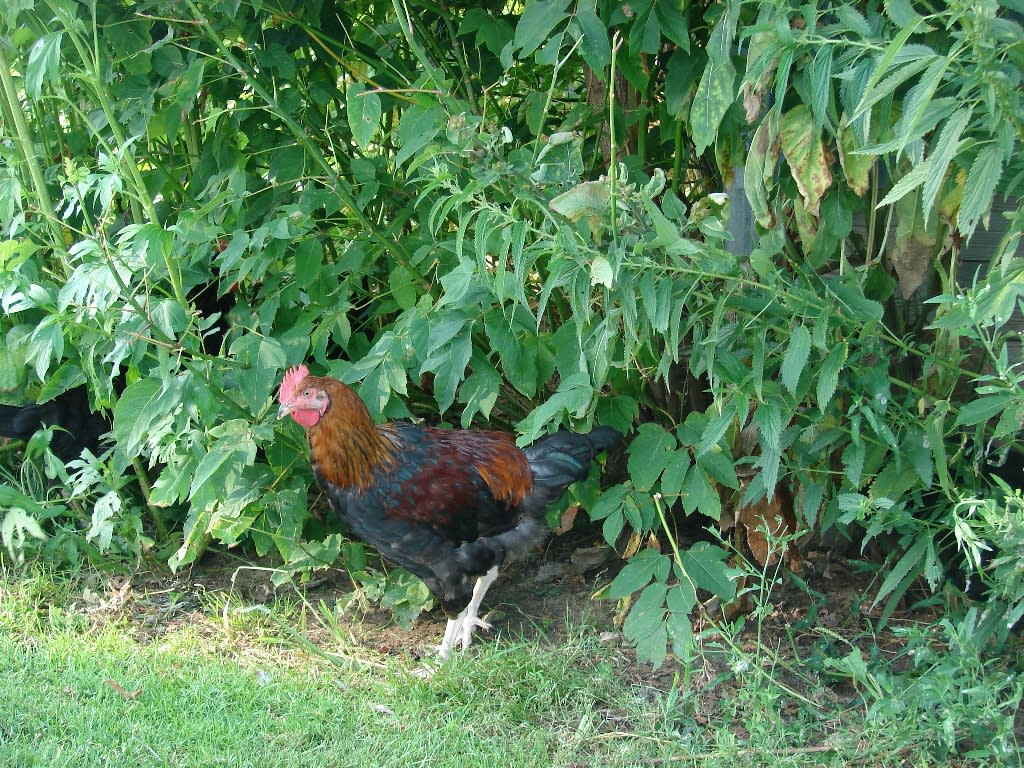 Devastating Bird Flu Threatens Us Poultry Farmers