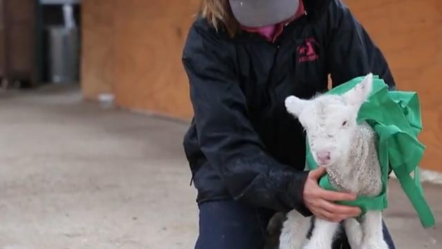 Meet Fanta, a lamb who recovered with help from Edgar's mission