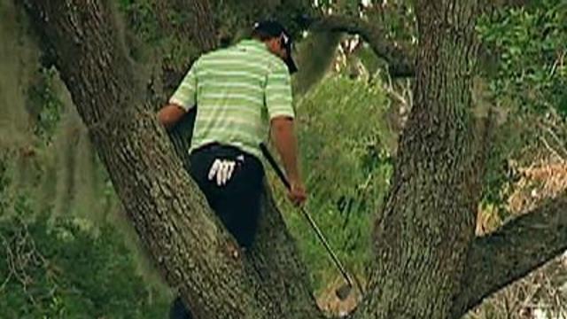Raw: Golfer Climbs Tree, Hits Ball Off Limb