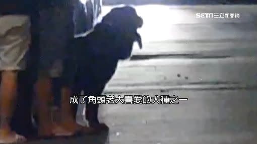 各國黑道愛犬不同 台灣大哥最愛這隻