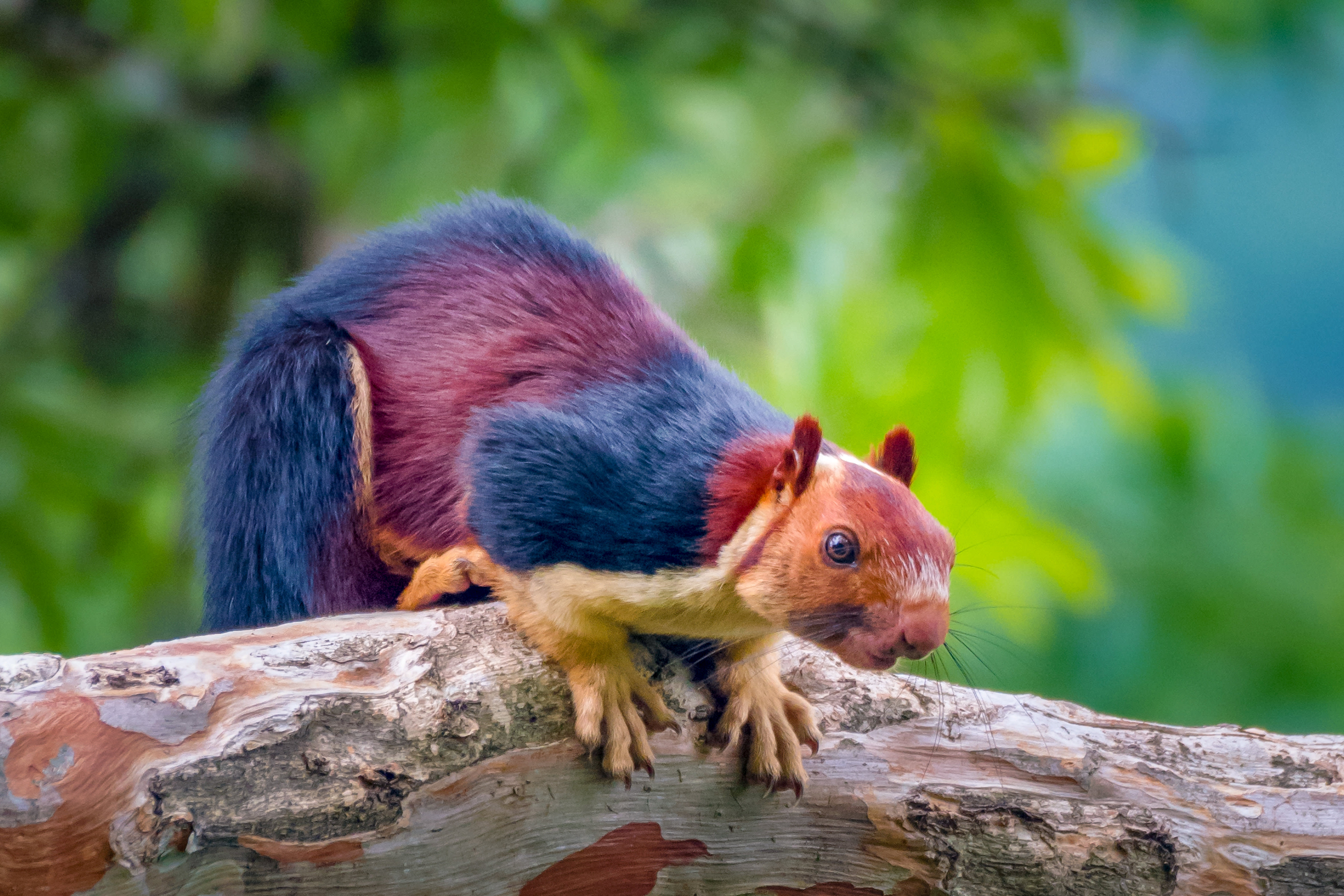 Amazing images capture giant multicoloured squirrels