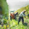 Invita gli amici per la vendemmia, riceve una multa per caporalato da 20mila euro