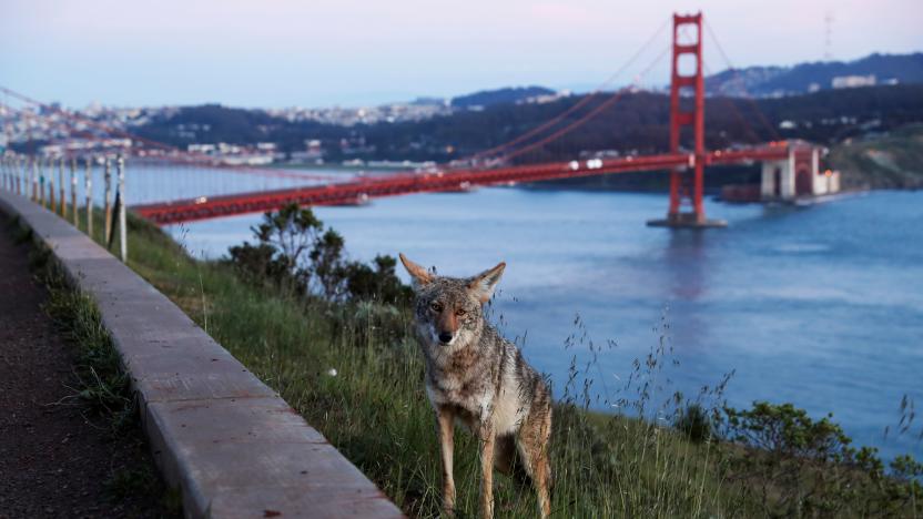 A coyote stands by the roadside as the spread of coronavirus disease (COVID-19) continues, at Golden Gate Bridge View Vista Point across from San Francisco, California, U.S., April 7, 2020.  REUTERS/Shannon Stapleton