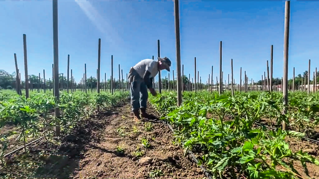 Slicer Tomatoes — Wild Grown Farm