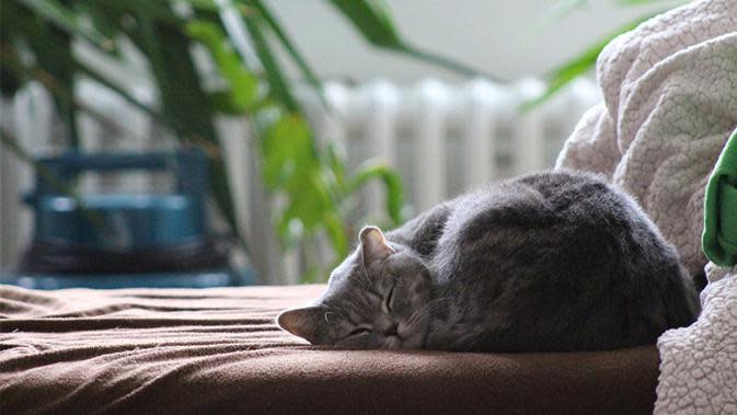 10 Arti Mimpi tentang Kucing, Penting Perlu Anda Ketahui