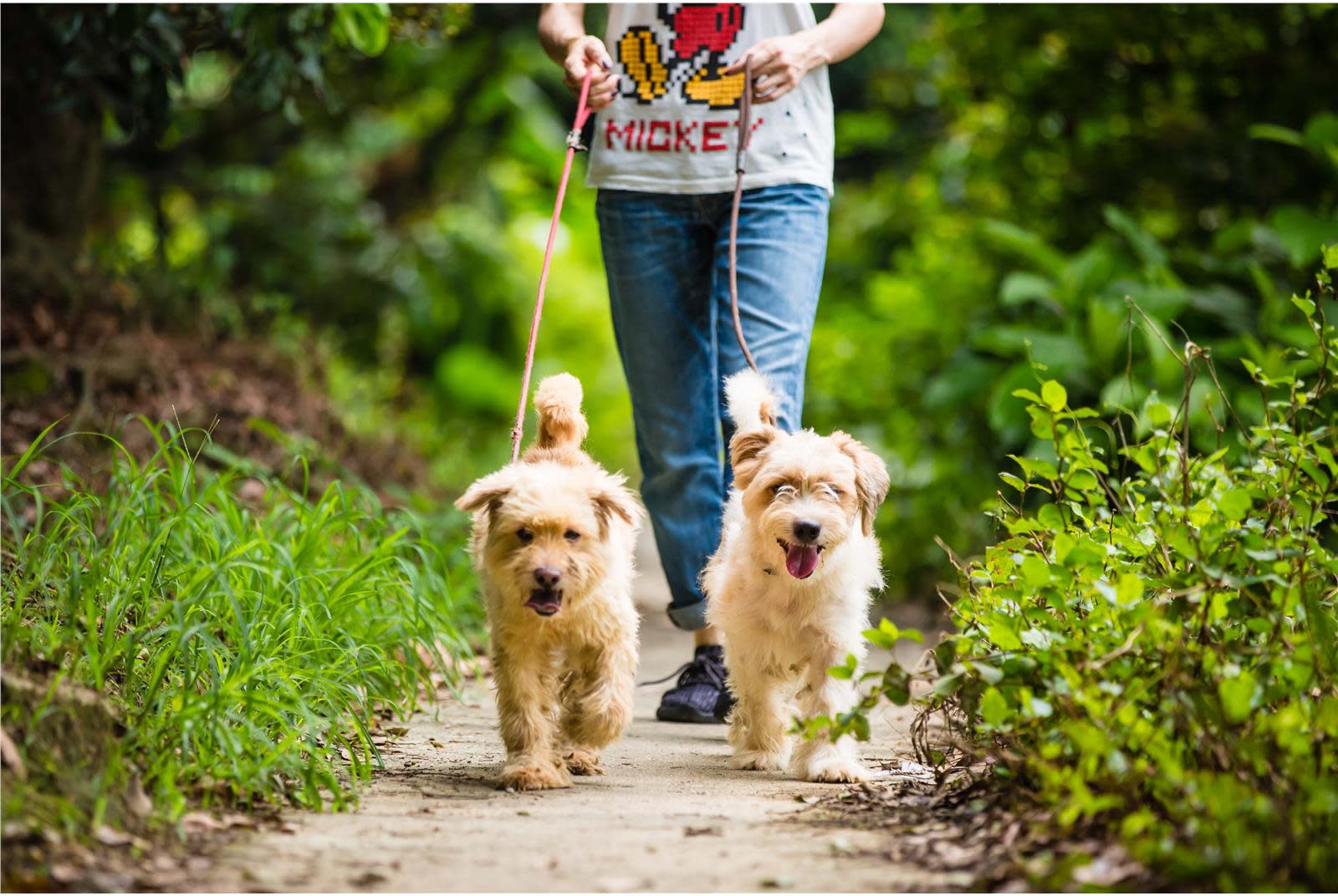 Hund, Katze, Hase: Das sind die Haustiere der Staatschefs | Augsburger ...