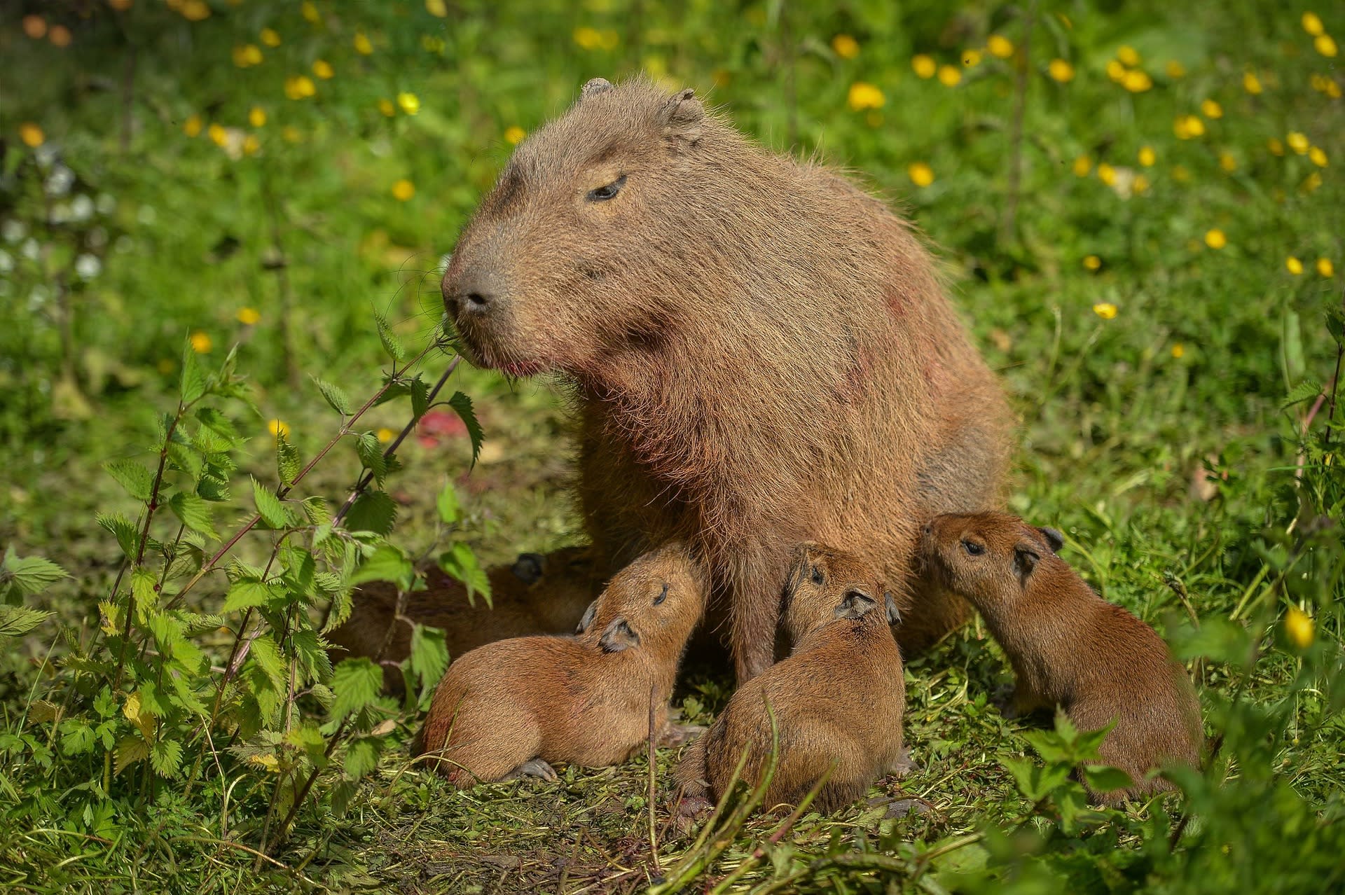 Cute capybara gives birth to even cuter capybara pups