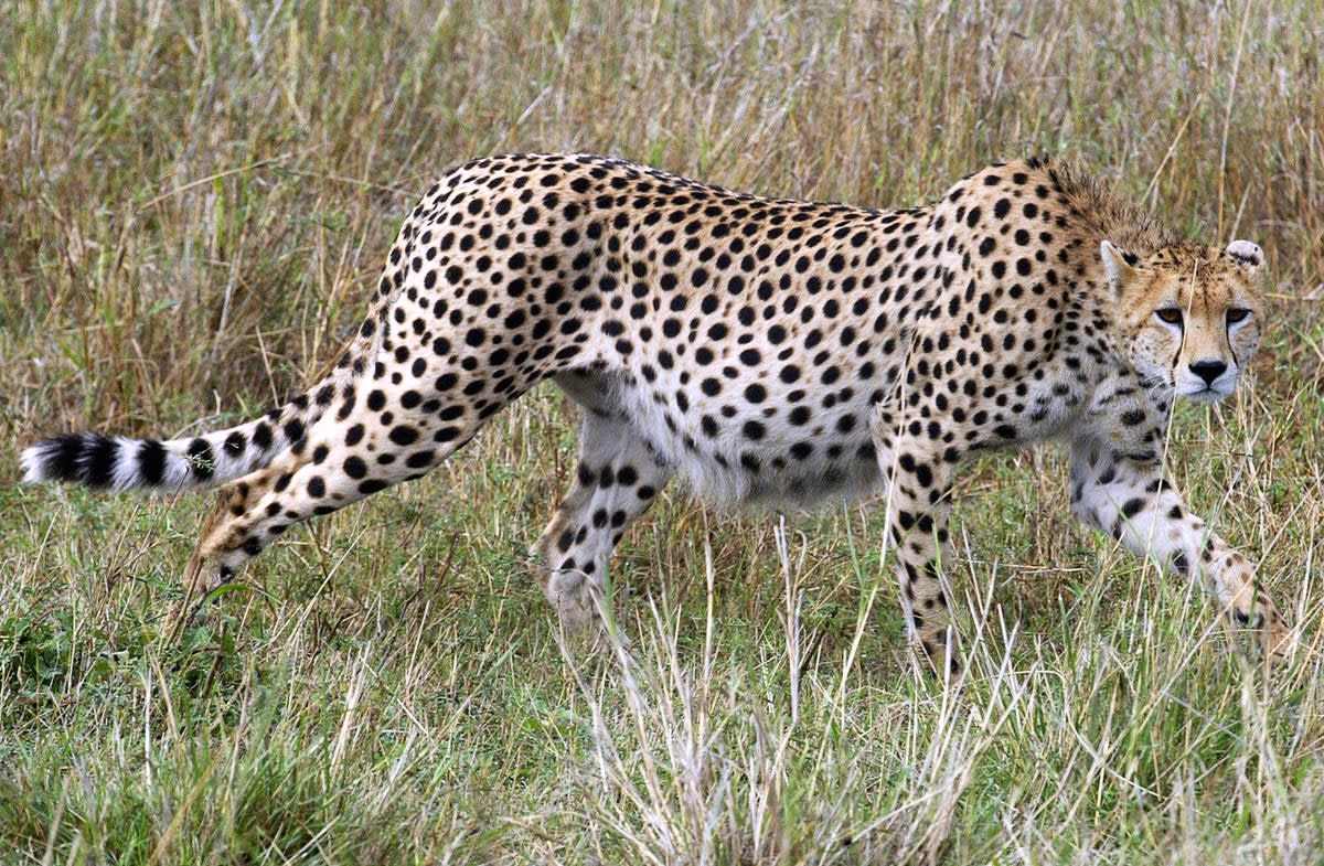 Cheetahs To Return To India For First Time In 70 Years
