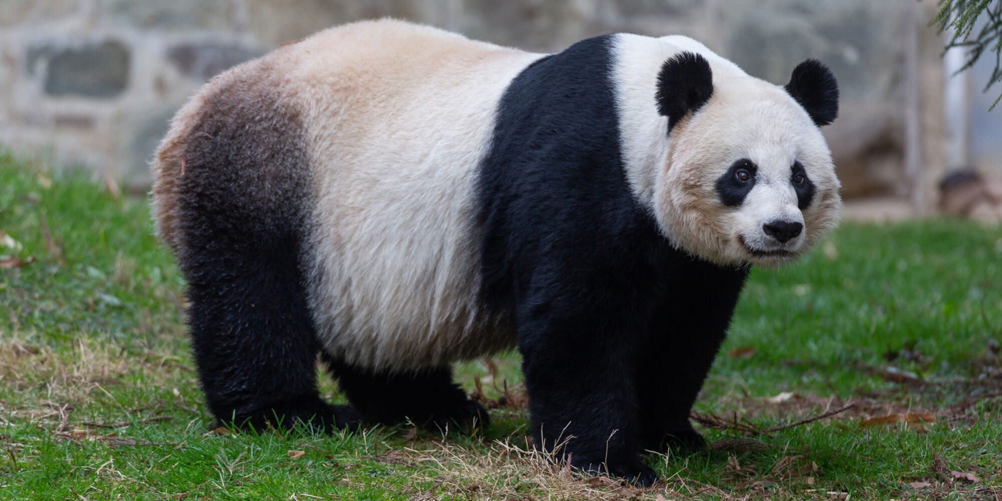 baby-panda-seen-kicking-and-swimming-on-mom-mei-xiang-s-ultrasound