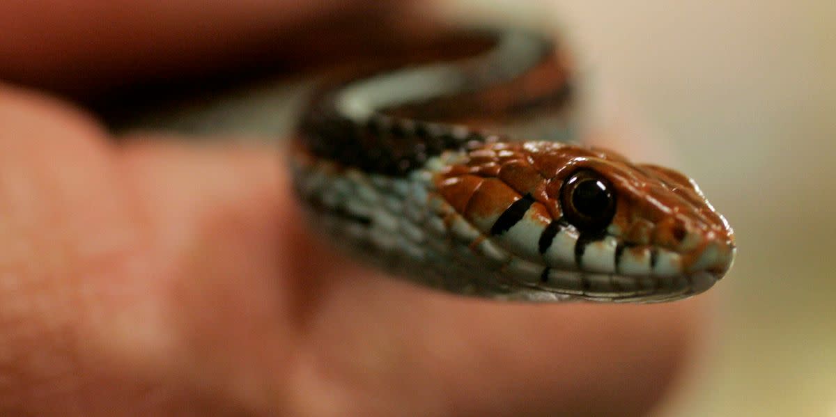 Sssurprise! Snake Hitches A Ride On Flight To New Jersey