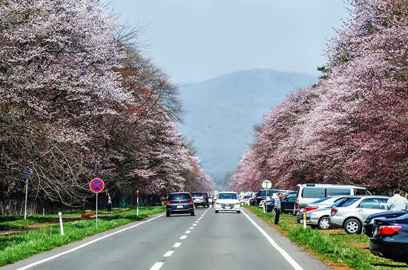 二十間道路櫻並木（照片來源：By Hales Suen [CC BY 2.0 (http://creativecommons.org/licenses/by/2.0)], via Wikimedia Commons）https://goo.gl/b2CcZA