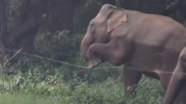 Clever elephant climbs over electric fence
