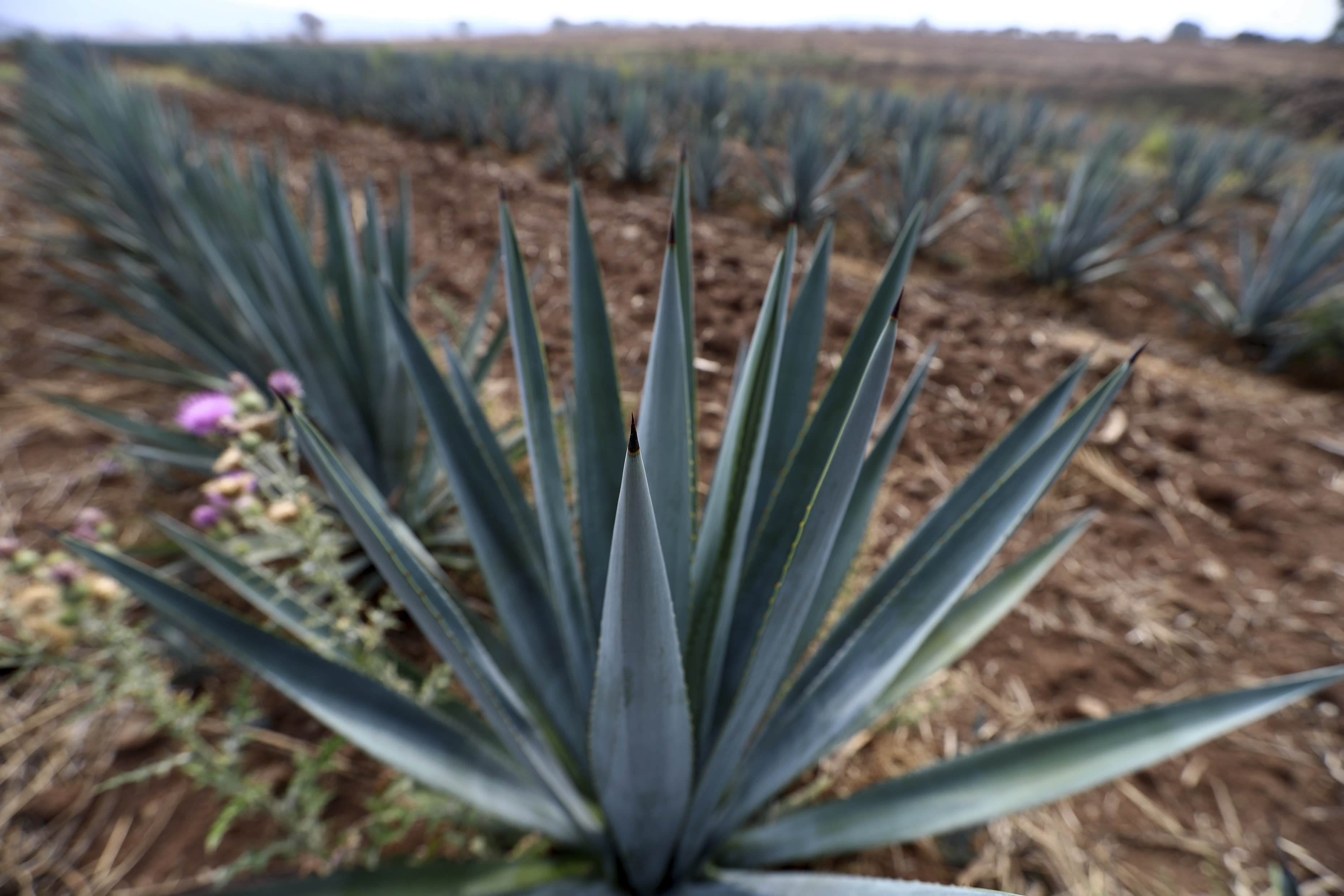 Mexico S Tequila Exporters Warily Eye US Tariffs Deadline   4d7776d11981a1764b2a1276a73a61d9