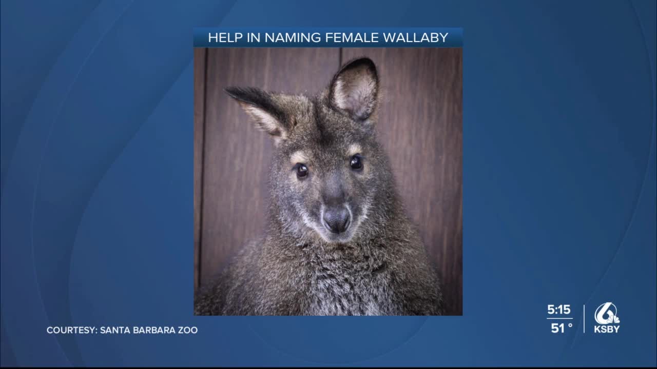 Santa Barbara Zoo asks for help in naming female wallaby