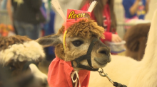 Llamas in costume compete for prize money at Norfolk County Fair