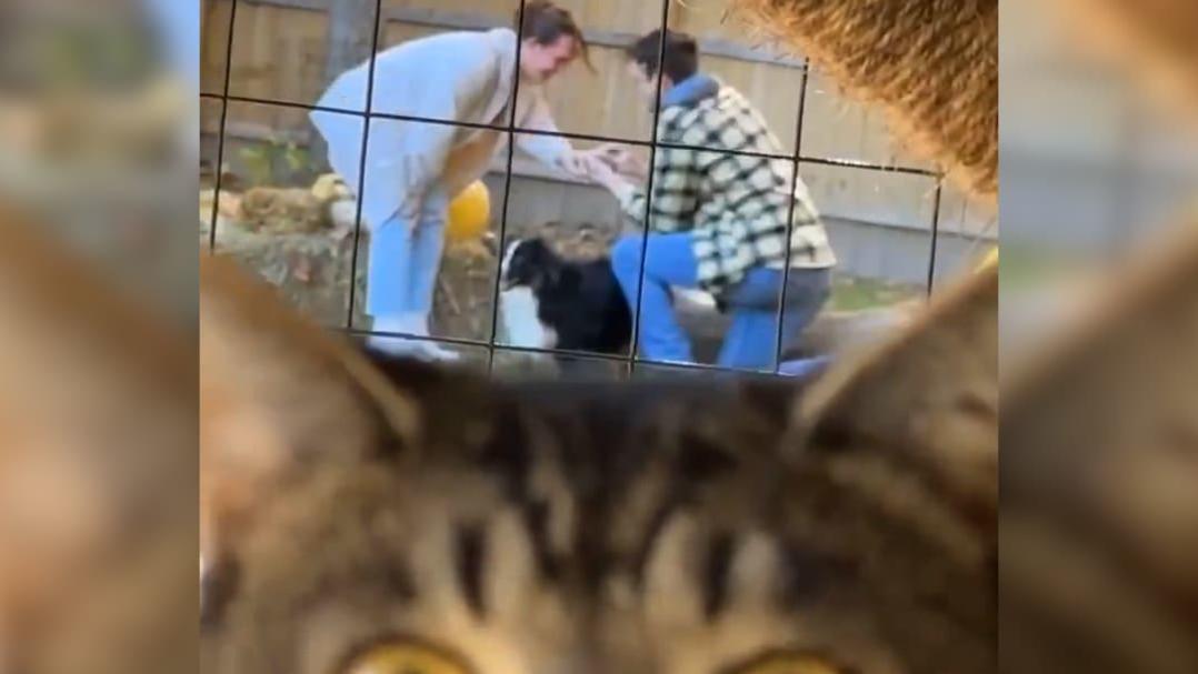 Video Cat photobombs gender reveal - ABC News