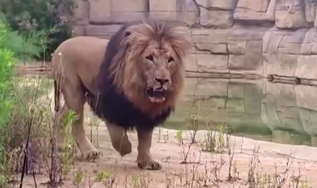 Covid 19 Four Lions At Barcelona Zoo Test Positive For Coronavirus