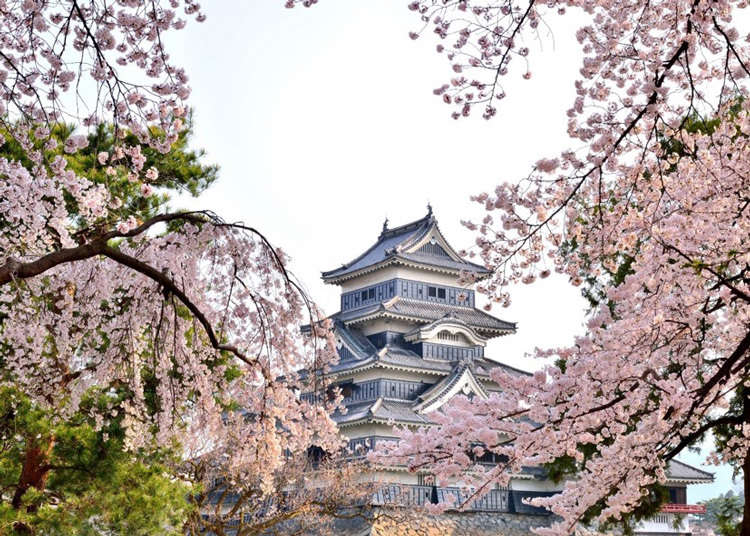 日本中部地區賞櫻花景點11選 兼六園 金澤城 松本城