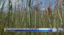 No Mow May in East Lansing