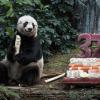 Jia Jia, decana dei panda giganti muore a 38 anni a Hong Kong