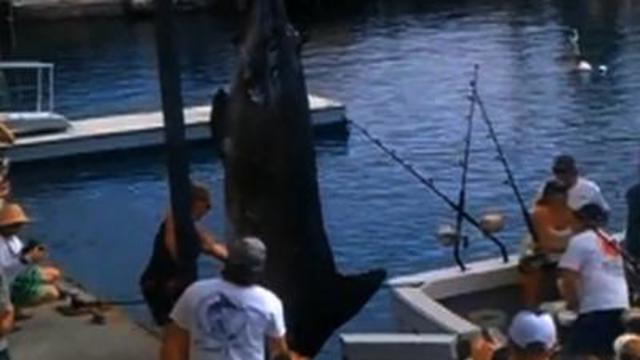 Raw Video: Huge fish caught, record just missed