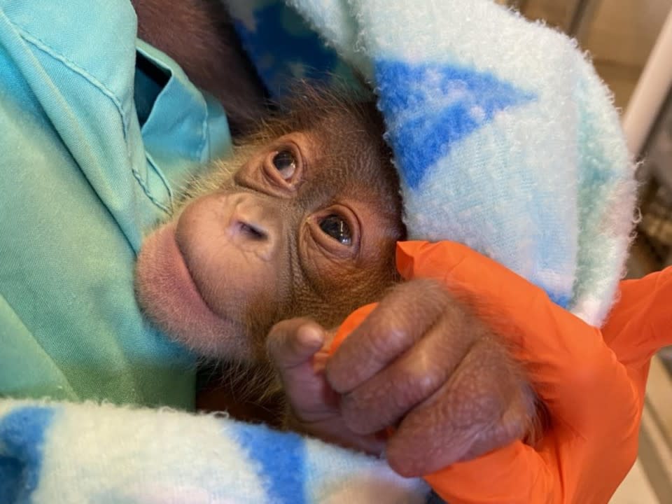 OhmygodheisSOOOOOOOCute! San Diego Zoo's Baby Orangutan Kaja Turns