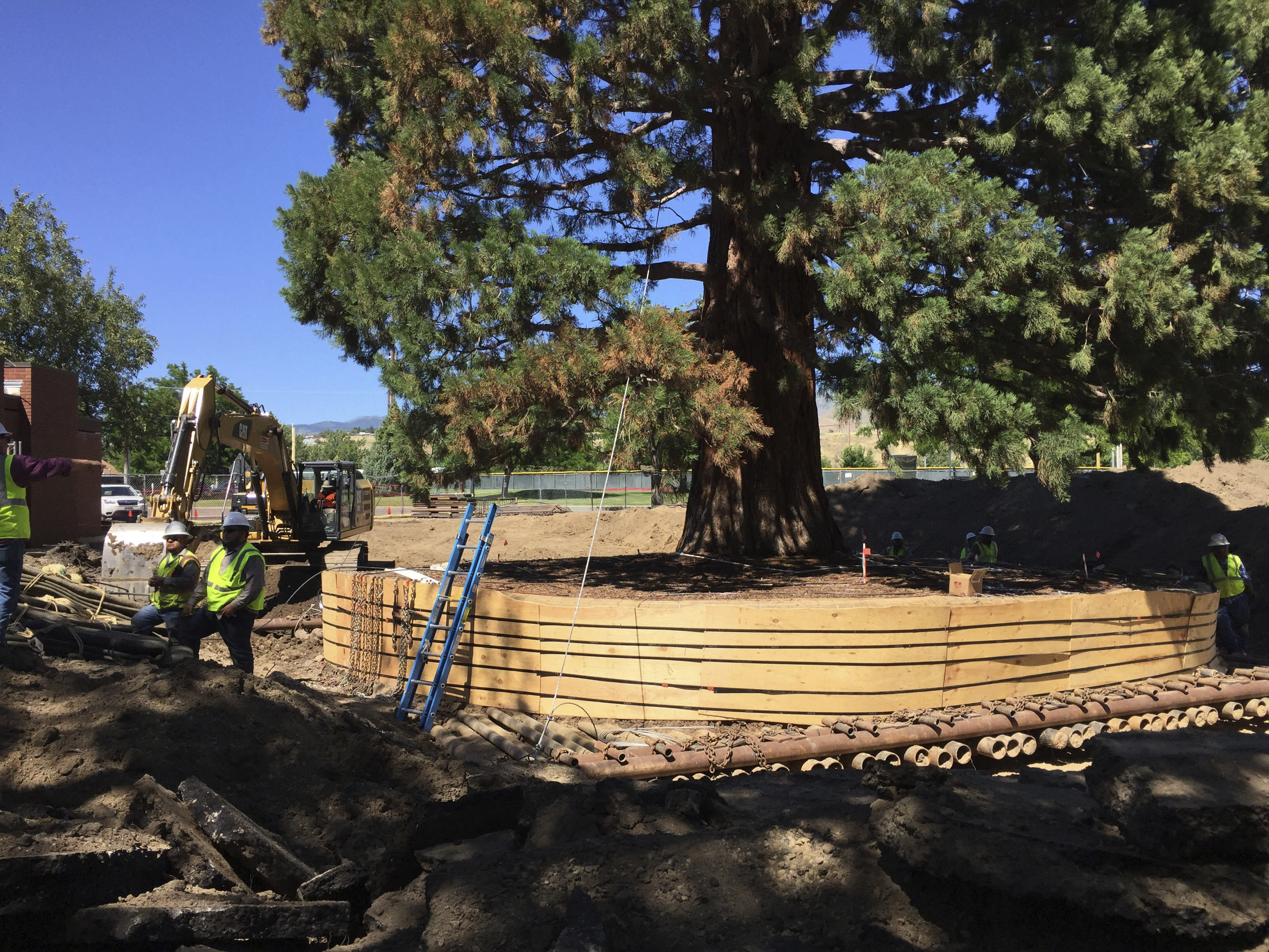 Transplanted: Large Idaho sequoia tree finds new home