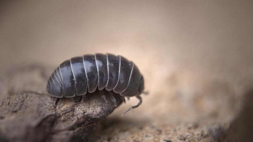 Roly Poly, potatoe bug, pill bug looking over the edge of a rock.