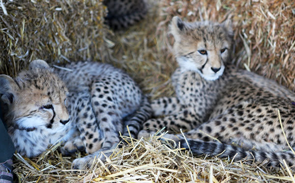 cheetah cubs sleeping