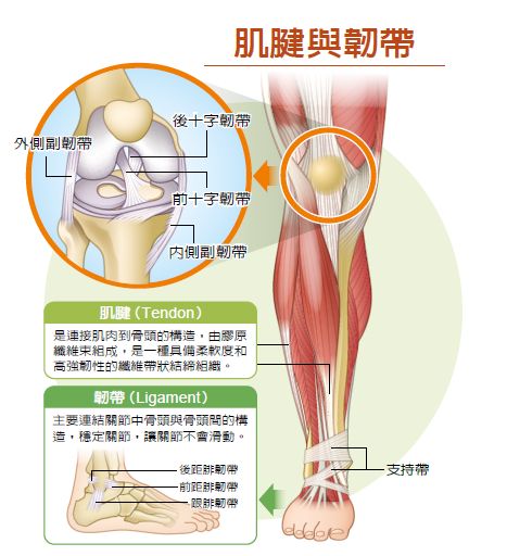 筋骨受傷不能吃香蕉 答案讓你很意外