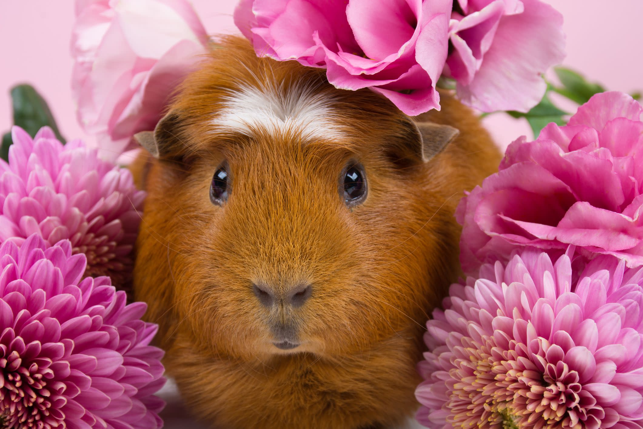 These Guinea Pigs Will Make You Want to Adopt One ASAP