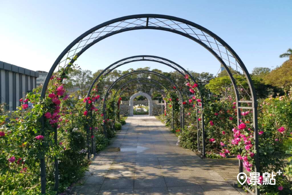 浪漫歐風拱門玫瑰花海 新生公園玫瑰花季獨家蔓玫拱門