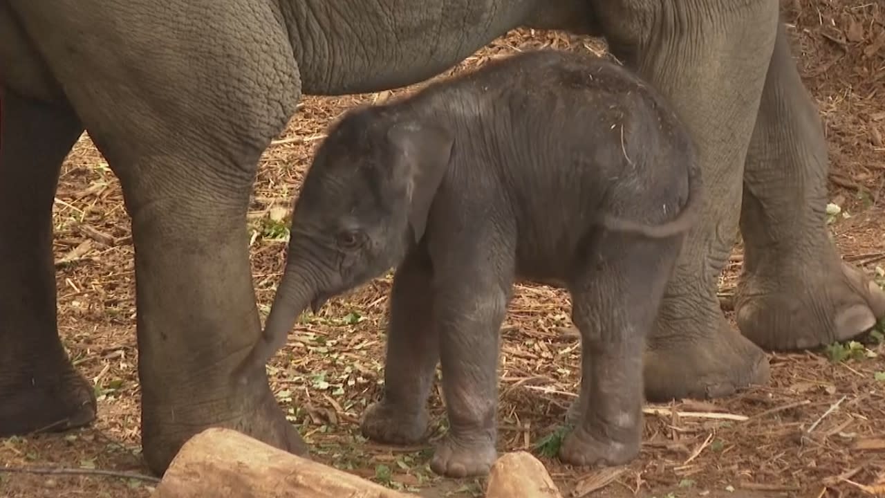 États-Unis : naissance d'un bébé éléphant au Texas