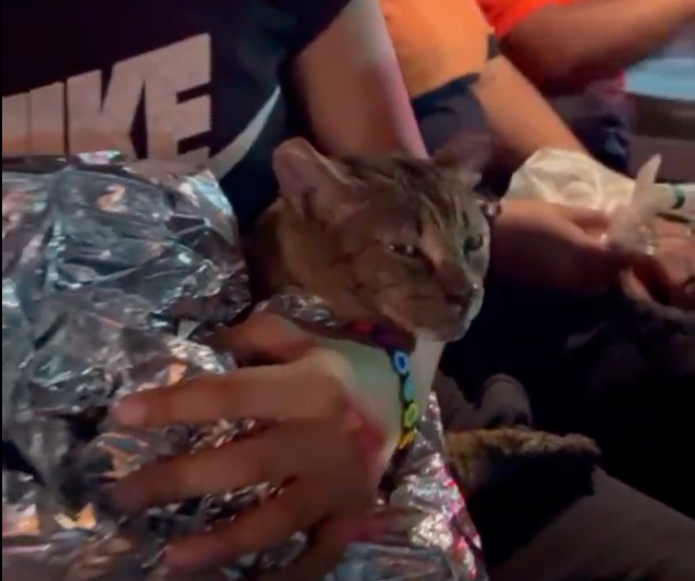 Video Shows Mexico City Police Rescue Cat From Mayor's Burning Office