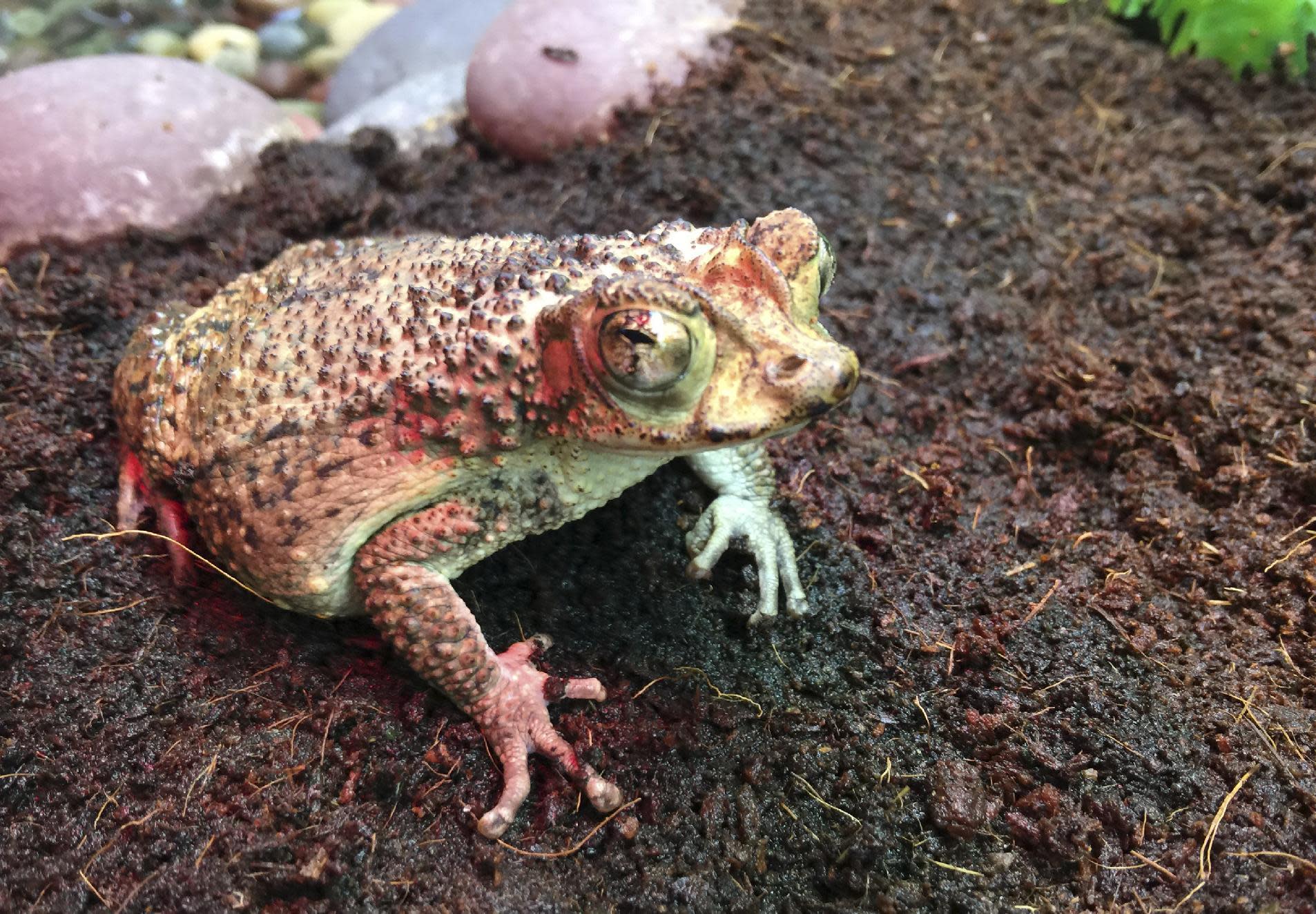 Soaring species: Endangered baby toads fly to Puerto Rico