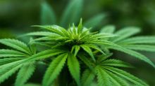 Will Marijuana Stocks Bloom as US Moves Toward Legalization?