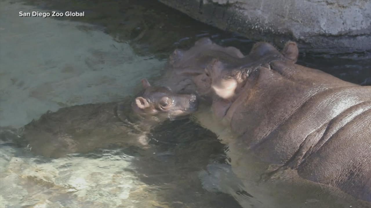 San Diego Zoo welcomes new baby hippo Video